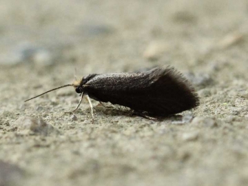 Lampronia fuscatella 